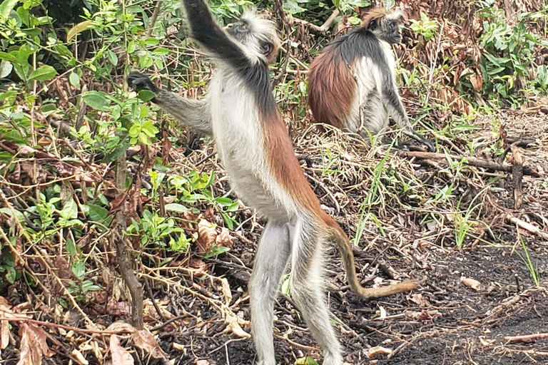 Zanzibar: tour della foresta di Jozani e del santuario delle tartarughe marine