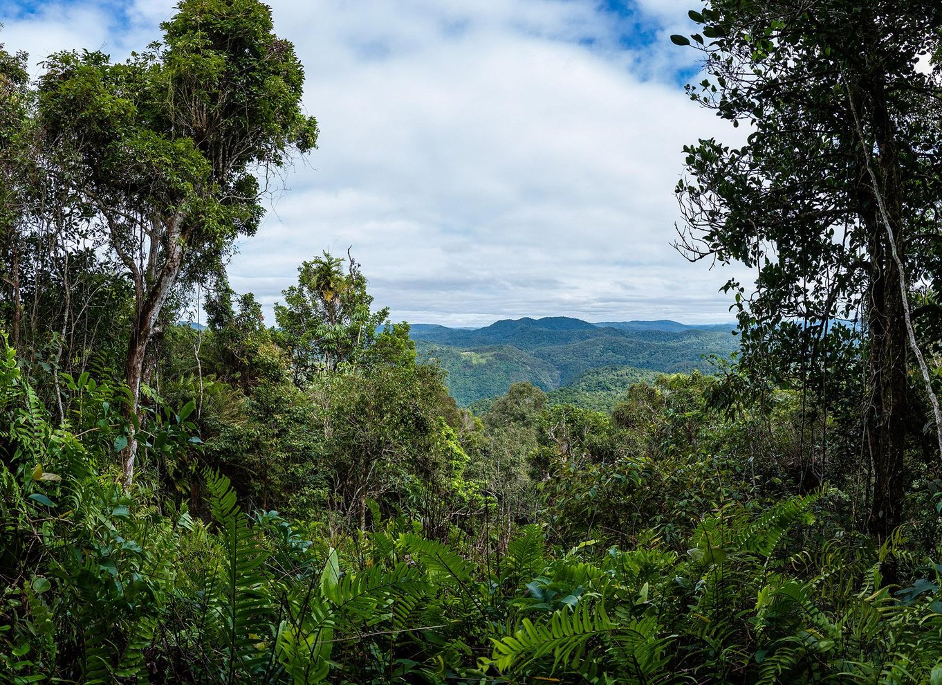 Fra Cairns: Selvguidet Kuranda-tur med tog og Skyrail