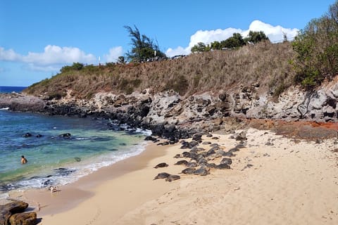 Maui: Halfway to Hana Black Sand Beach & Turtles Tour - Image 2