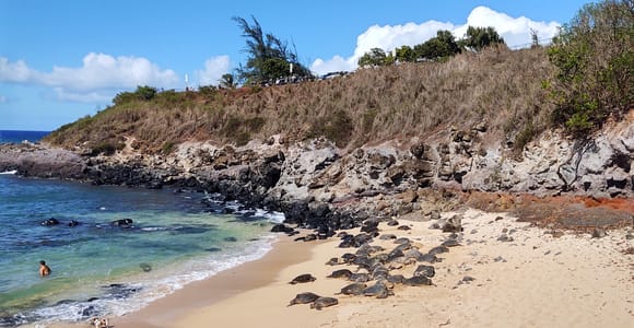 Maui: Halfway to Hana Black Sand Beach & Turtles Tour