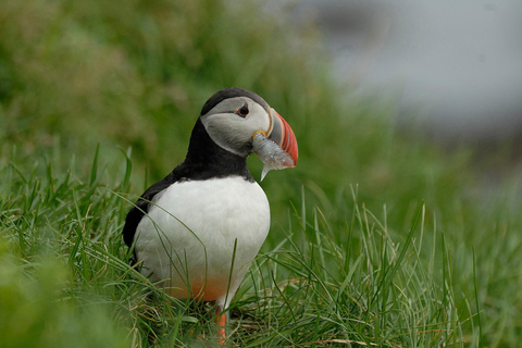 Reykjavík: German-speaking shore excursion South Iceland in a small group