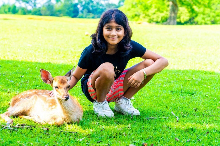 Nara: tour guiado a pie con ciervos y templos