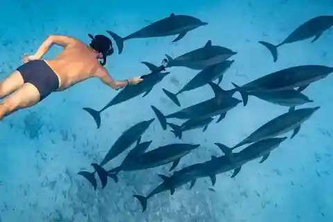 Marsa Alam:Croisière de plongée avec masque et tuba pour les dauphins des récifs de Sataya avec déjeuner