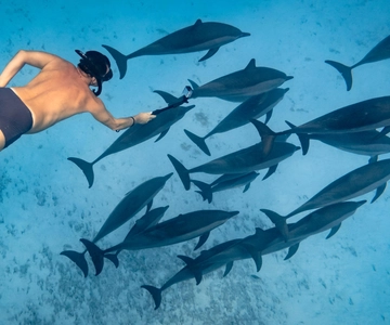 Marsa Alam:Sataya Reefs Dolphin Snorkeling Cruise with Lunch