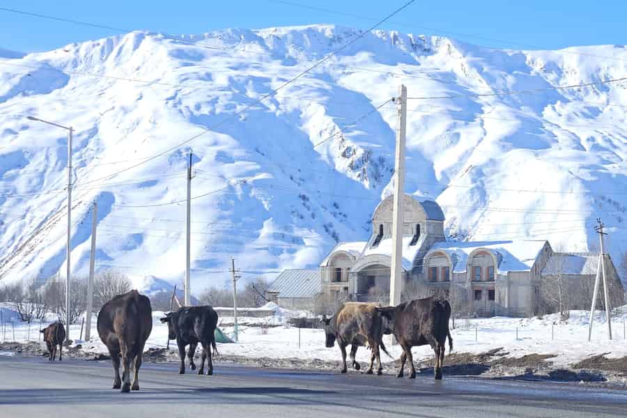 Tiflis: 3-Tages-Tour nach Gudauri und Kazbegi mit Hotelabholung. Foto: GetYourGuide