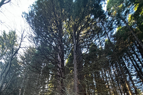 Small Group: Sofia to Kyustendil Fortress & Sequoia Park