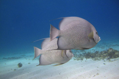Cancun: Nurkowanie z rurką w Muzeum Podwodnym i na rafie Manchones