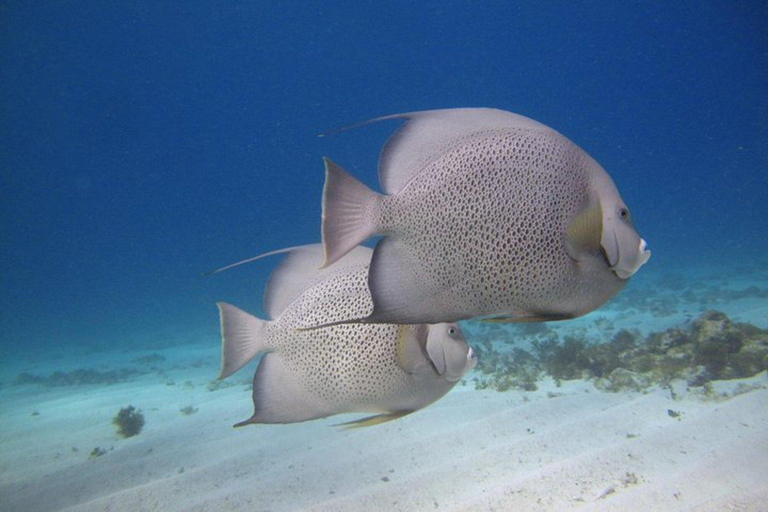 Cancun: Nurkowanie z rurką w Muzeum Podwodnym i na rafie Manchones