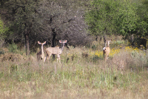 Gaborone: City Tour with Game Drive and Tswana Cuisine