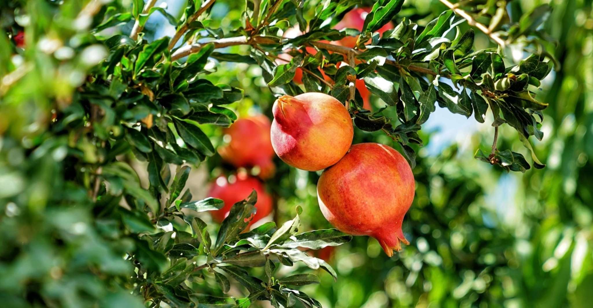 Desde Bakú, visita de degustación de vino y plantación en Goychay - Hizvo
