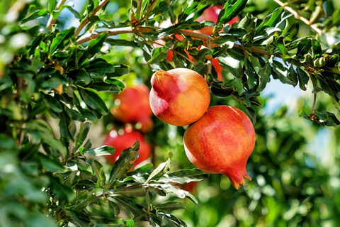 Från Baku: Vinprovning och besök på plantage i Goychay