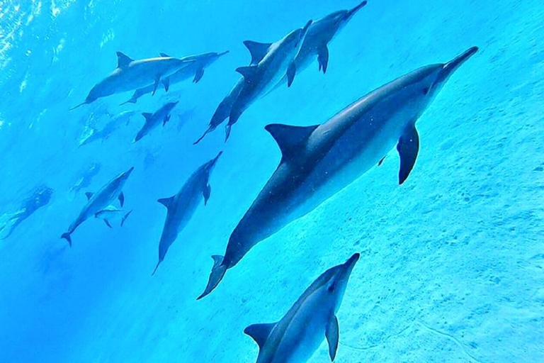 Marsa Alam: Sataya Reefs Delphin, Schnorcheln und Mittagessen