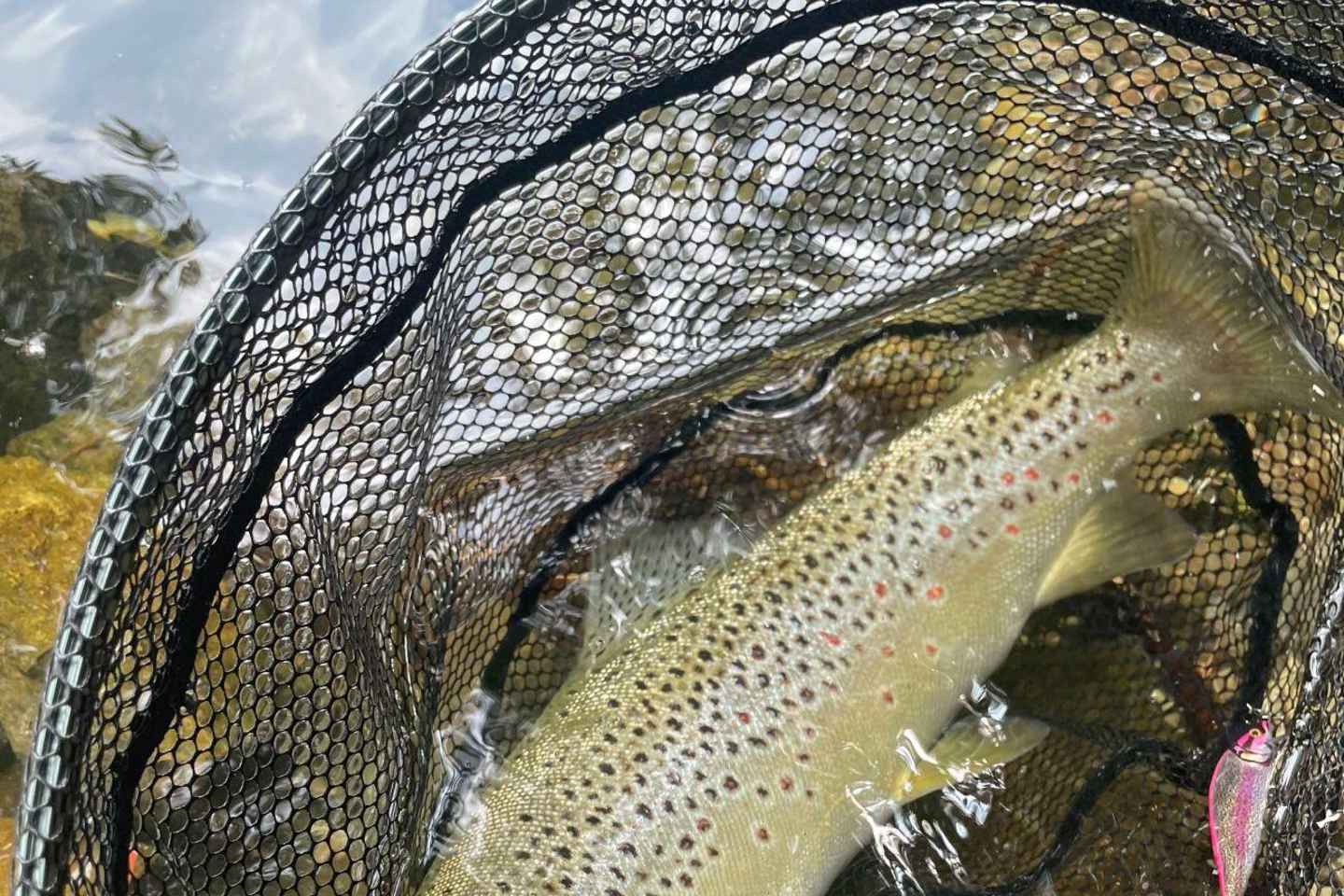 Bassano del Grappa: pesca sul fiume Brenta