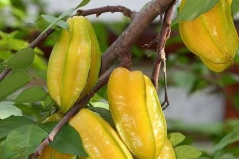 ZANZIBAR: Odkryj farmę przypraw i popływaj z żółwiami w jaskini SalaamWYCIECZKA PRYWATNA – TRANSPORT NIE JEST WLICZONY W CENĘ