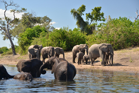 Da Victoria Falls Chobe Safari esteso di un giorno intero