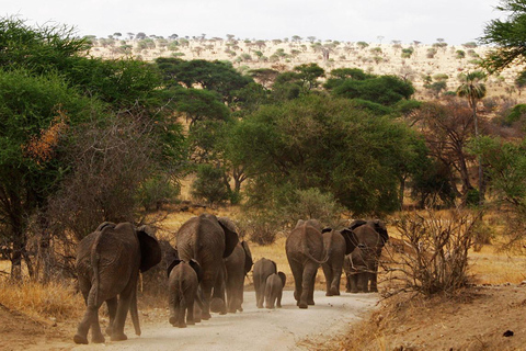 Tarangire National Park Daytrip