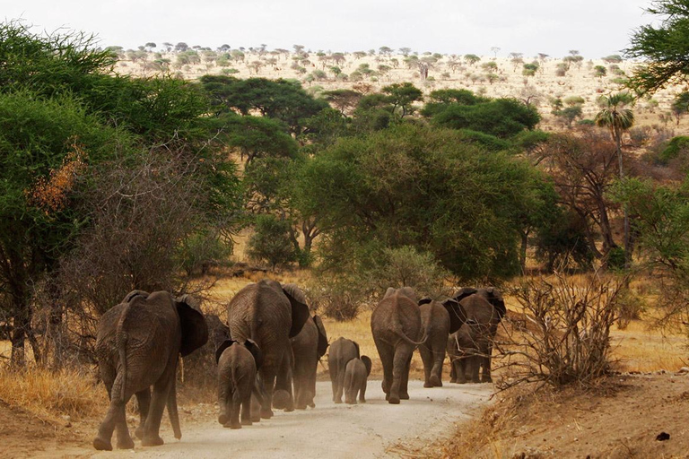 Tarangire National Park Daytrip