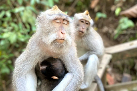 Ubud: Waterfalls, Sacred Monkey Forest & Rice Terraces Tour Private Half-Day Tour (5-6 Hours)