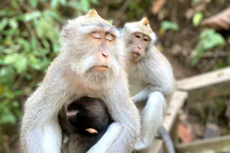 Ubud: Waterfalls, Sacred Monkey Forest & Rice Terraces Tour Private Half-Day Tour (5-6 Hours)