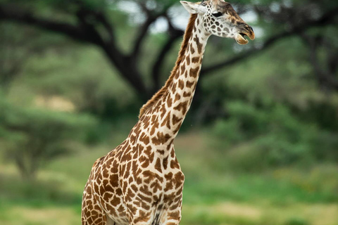 A partir de Arusha: Safári clássico de 6 dias na Tanzânia com alojamento