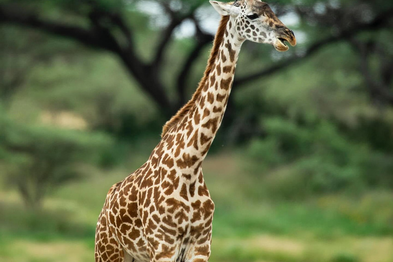 A partir de Arusha: Safári clássico de 6 dias na Tanzânia com alojamento