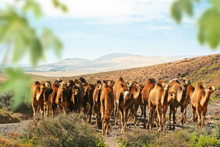 Oasis Wildlife Fuerteventura Ticket and Optional Camel Ride Entrance Ticket and Camel Ride