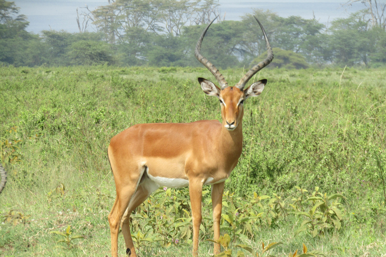 De Nairobi: Viagem de 1 dia ao Parque Nacional do Lago Nakuru