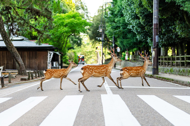 From Tokyo: Super Express One-Day Trip to Kyoto and Nara