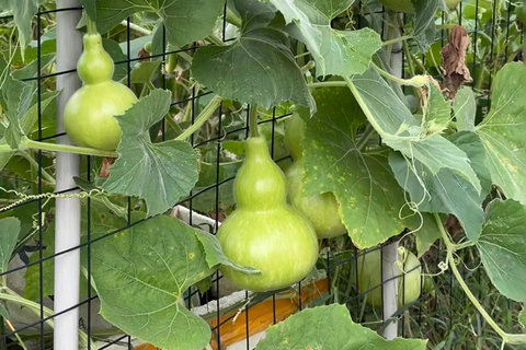 HANGZHOU: Farm Tour with Cooking Class and Flower Workshop