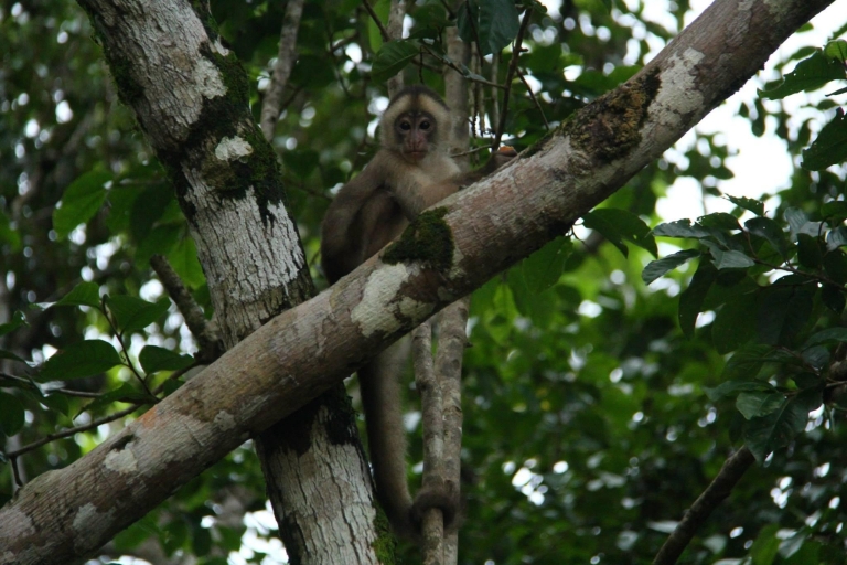 Iquitos: 3d2n Jungle Tour Pacaya Samiria National Reserve Iquitos: 3d2n Amazon Tour Pacaya Samiria National Reserve