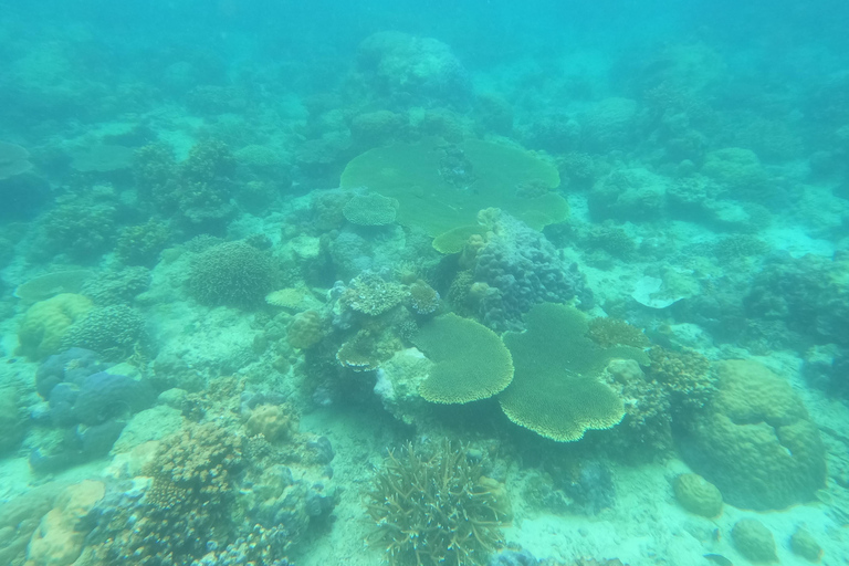 Coron : Observation des dugongs avec visite des tortues de mer et des jardins de corail