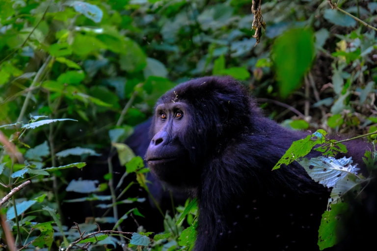 Safari de 4 días de senderismo con gorilas en Uganda, en el P.N. de la Selva de Bwindi