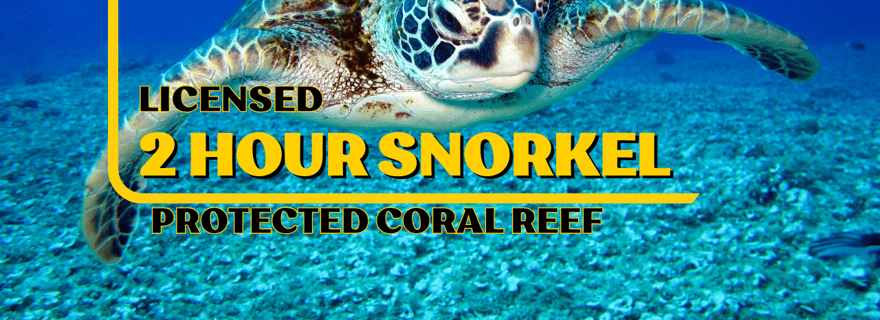 Aventure de deux heures de plongée en apnée dans le parc national de Cahuita (licencié)