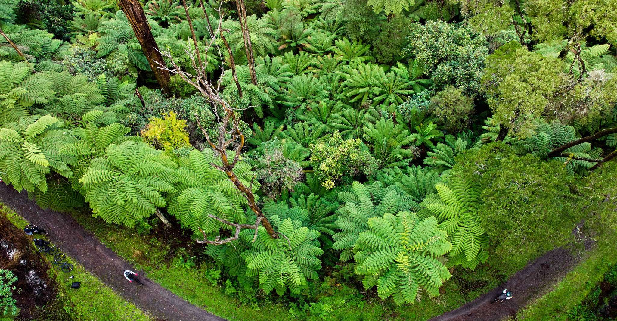 Yarra Valley, aventure de vélo de montagne Redwood Forest - Housity
