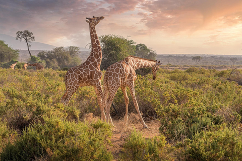 De Parel van Afrika - jouw safariavontuur van 8 dagen/7 nachten