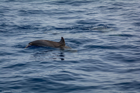 Expérience de coucher de soleil à Lanzarote avec observation des dauphins