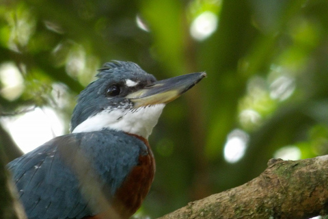 Carara National Park: Beste Tour Carara National Park - Ein Tag