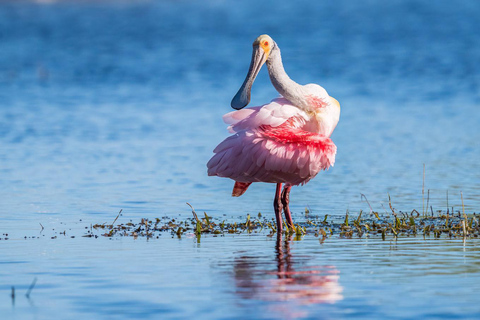 Visite privée des Everglades au départ de Miami ou de Fort Lauderdale