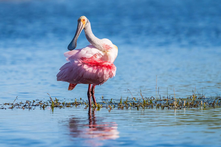 Półprywatna wycieczka Everglades Tour z Miami lub Fort Lauderdale