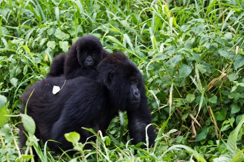 8-daagse gorilla's-chimpansees en Big Five-ervaring