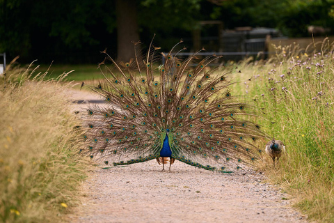 Oxford: toegangsbewijs Harcourt Arboretum