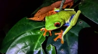Tortuguero, spot sur la faune nocturne et marche de la jungle - Housity