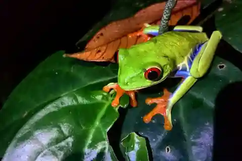 Tortuguero: Night Wildlife Spotting and Jungle Walk