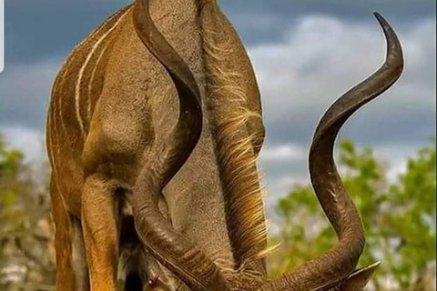 Mombasa: Tsavo West National Park Overnight Safari Trip