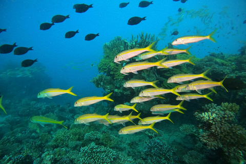 Mirissa: Night Snorkeling with Sea Turtles & Coral Reefs Night Snorkeling