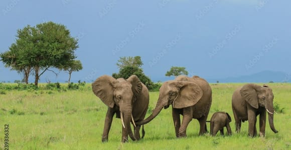 Zanzibar: Mikumi National Park Day Trip with Flights