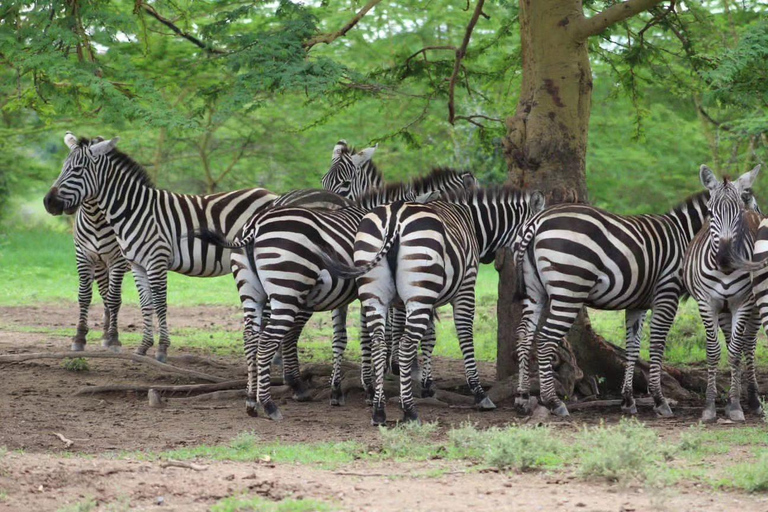 03 DAYS EXCITING MASAI MARA SAFARI