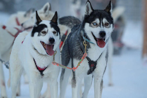 Levi: Husky Farm Visit, Sleigh Ride and Husky Hugging