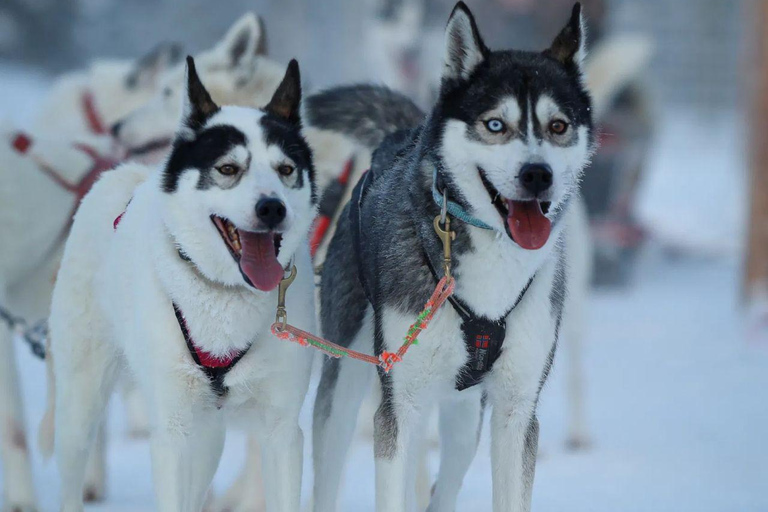 Levi: Husky Farm Visit, Sleigh Ride and Husky Hugging