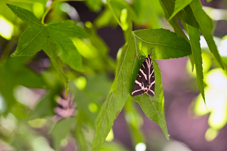 Rhodes: Butterfly Valley and Seven Springs Small Group Trip